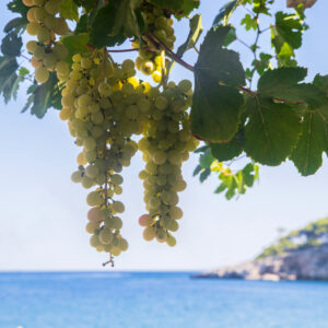 Canary Islands