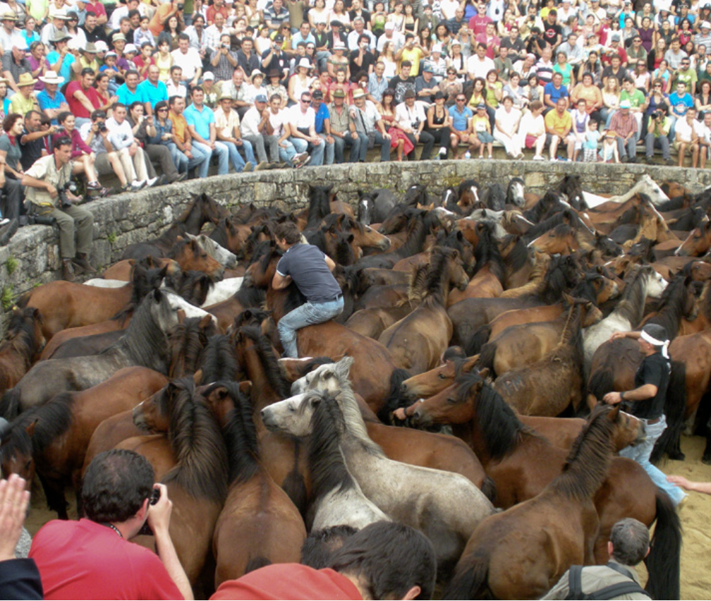 caballos, rapa das bestas, galicia